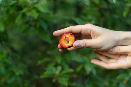 A woman hand holds a juicy and delicious plum in the garden. Closeup homegrown ripe organic plum a...
