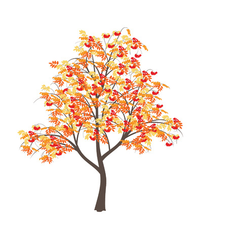 Mountain ash with yellow leaves and red berriesのイラスト素材