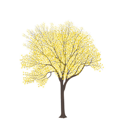 Ash-tree with yellow leaves on a white backgroundのイラスト素材
