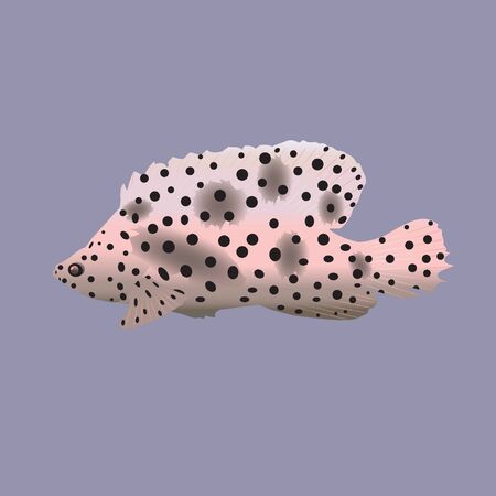 Spotty aquarius fish on a gray background