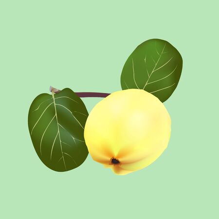 A quince fruit with green leaves on a branchのイラスト素材