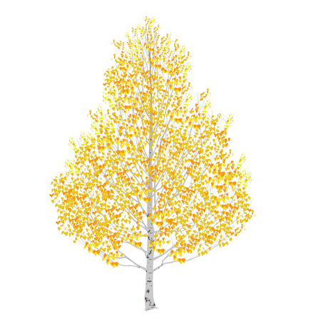 Birch tree in the fall on a white backgroundのイラスト素材