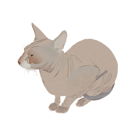Adult nonhairy cat of breed Don sphinx (Sphinx)のイラスト素材