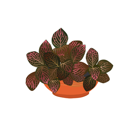 Fittonia plant with red leaves in a pot, the color vector image on a white backgroundのイラスト素材