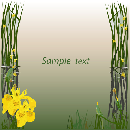 Frame for the text (card) with the drawing of a marsh iris (Iris pseudacorus) the color vector imageのイラスト素材