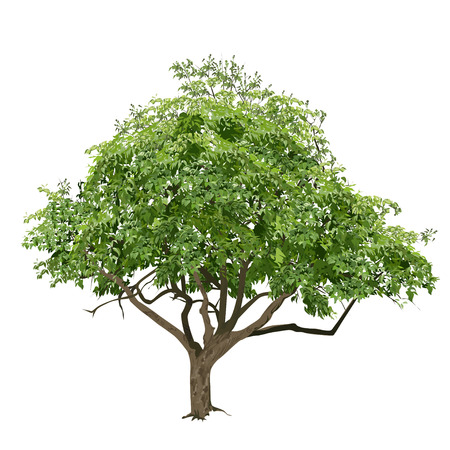 Tree with green leaves in the summer, the color vector image on a white backgroundのイラスト素材