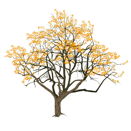Tree with yellow leaves in the fall, the color vector image on a white backgroundのイラスト素材