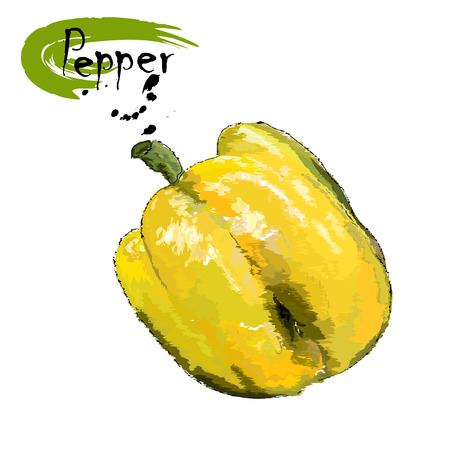 Fruit of yellow sweet pepper, stylization of a watercolor, the color vector drawing on a white background with an inscriptionのイラスト素材