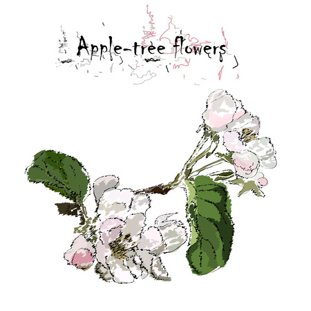 Apple-tree flowers on a branch with leaves, stylization of a watercolor, the color vector drawing on a white background with an inscriptionのイラスト素材