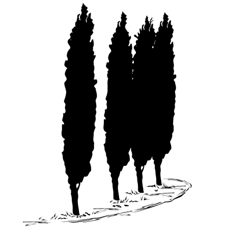 Four silhouettes of a tree of a cypress (Cupressus L.) and a footpath along them, the black vector image on a white backgroundのイラスト素材