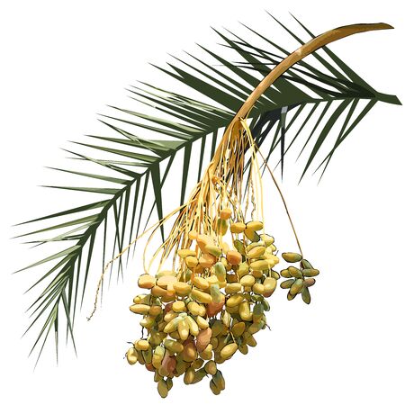 Date palm (Phoenix L.), leaf and fruit branch with fruit, colored vector image on white backgroundのイラスト素材