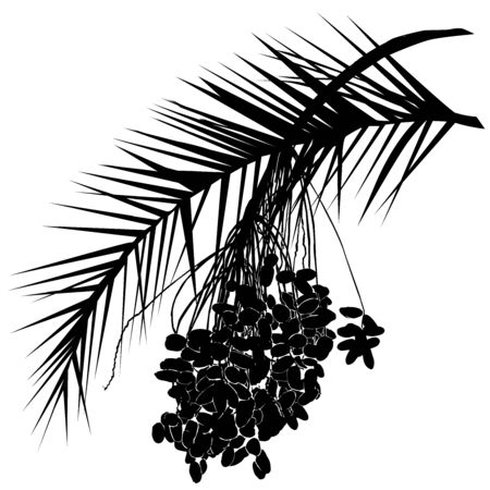 Date palm silhouette (Phoenix L.), leaf and fruit branch with fruit, black vector image on white backgroundのイラスト素材