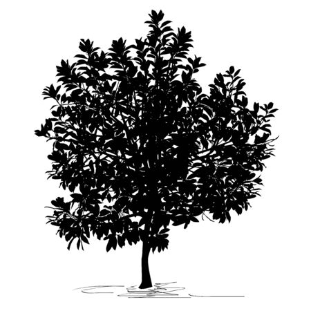Magnolia tree (Magnolia grandiflora L.) silhouette, black vector image on white backgroundのイラスト素材