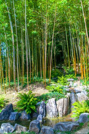 Bamboo trees and a lottle river in botanical garden of Villa Carlotta, Lombardy, Italy on Lake Comoの写真素材