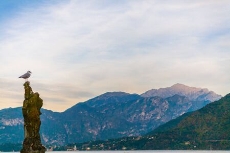 A seagull on a pier on lake Como at sunset, Italyの写真素材