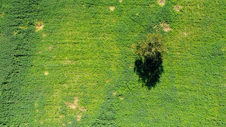 Aerial view of a lonely tree in a green meadow from the droneの写真素材