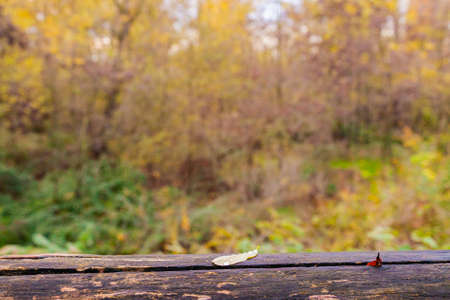 A leaf on a wood fence in autumn