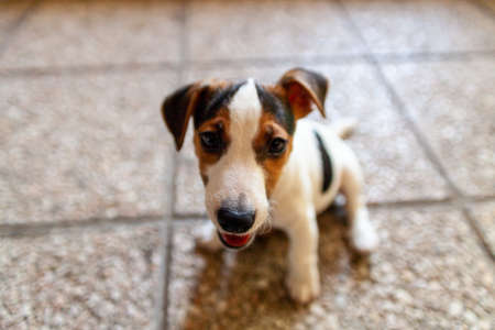 A cute Jack Russell dog puppy in the foregroundの写真素材