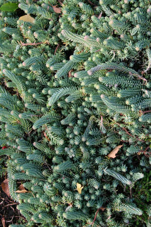 A Photo of green plants