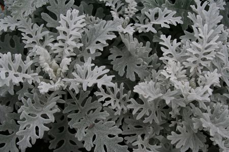 A Photo of gray bushesの写真素材