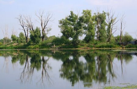 the photo of trees reflection in the water lakeの写真素材