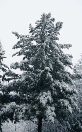 The firの写真素材