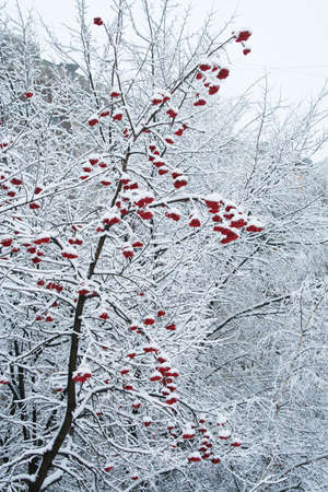 mountain ashの写真素材