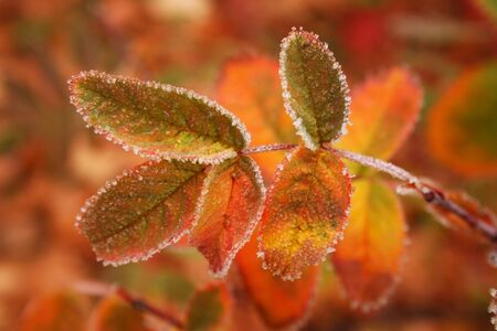 The leaves of rowan in the autumn.の写真素材