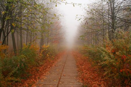 The autumn park.の写真素材