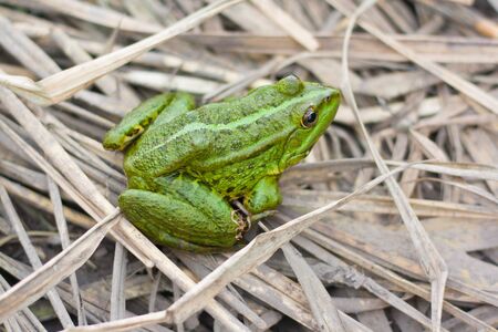 green river frog sitting on a dry grassの写真素材