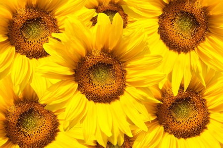 yellow sunflower bloom in the village in the gardenの写真素材