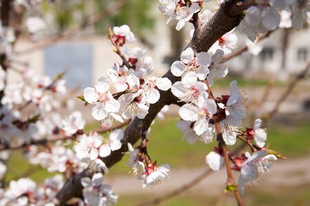 apricot blossoms in spring in the gardenの写真素材