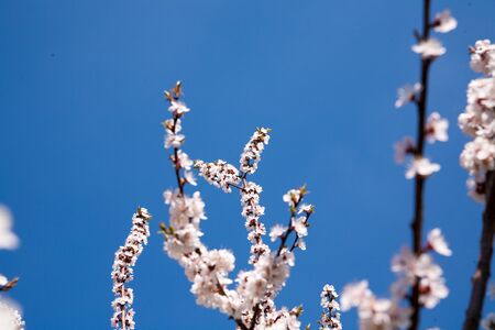 apricot blossoms in spring in the gardenの写真素材