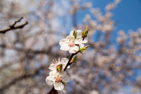 apricot blossoms in spring in the gardenの写真素材