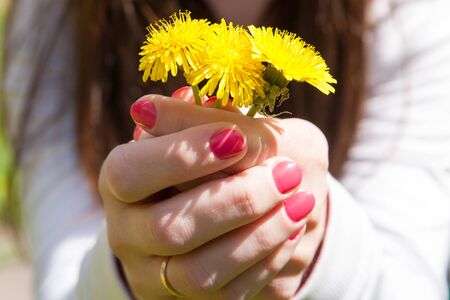Yellow dandelion flowers with leaves in green grass, spring photoの写真素材