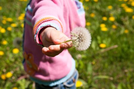 Dandelion flowers with leaves in green grass, spring photoの写真素材
