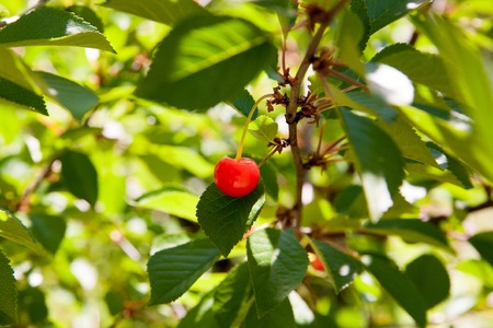 Cherries on a branch