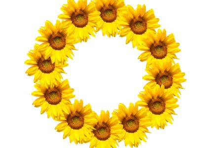 yellow sunflower bloom in the village in the gardenの写真素材