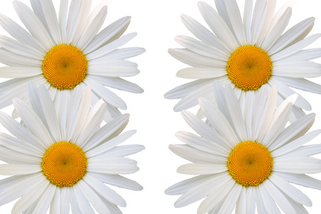 beautiful flower white daisy on white backgroundの写真素材