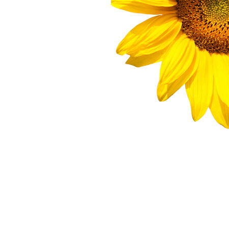 yellow sunflower bloom in the village in the gardenの写真素材