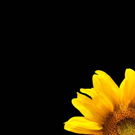 yellow sunflower bloom in the village in the gardenの写真素材