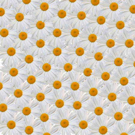 beautiful flower white daisy on white background