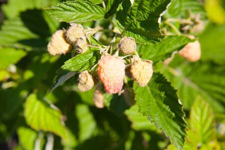 close-up of the ripe raspberry  in the fruit garden