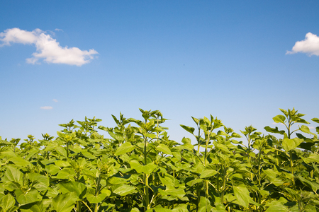 sunflower fieldの写真素材