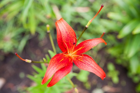 Pink and Yellow Day lily Blossoms - Hemerocallisの写真素材