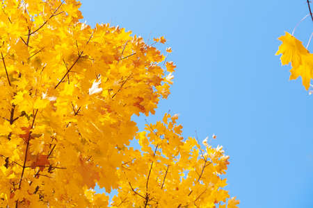 Autumn colored leaves on a background of blue sky, autumn maple, background, golden autumn