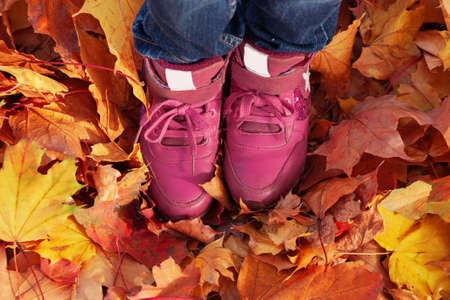 Toddler's legs in pink shoes on bright autumn leaves background. The child walks in the park. Maple leaves of different colors, yellow, red, orange.の写真素材