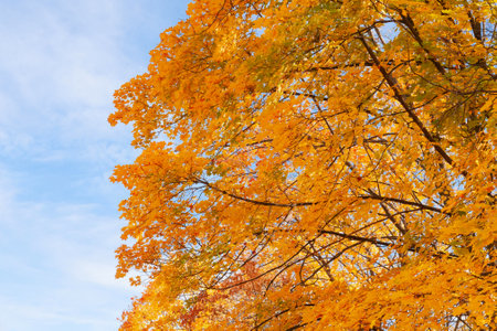 Maple tree with orange leaves on a blue sky background. Autumn leaf in sky. Nature composition.