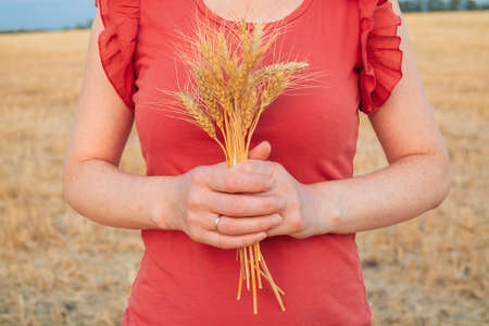Girl on the background of a yellow field with wheat. A girl in a red T-shirt holds spikelets of wheat.の写真素材