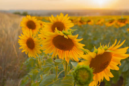 Sunflower field on a warm summer evening. Field with blooming sunflowers at sunsetの写真素材